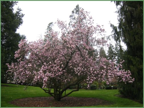 Magnolia