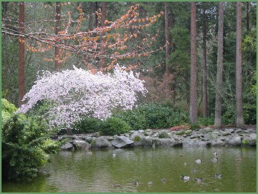 duck pond