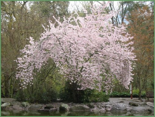 flowering cherry