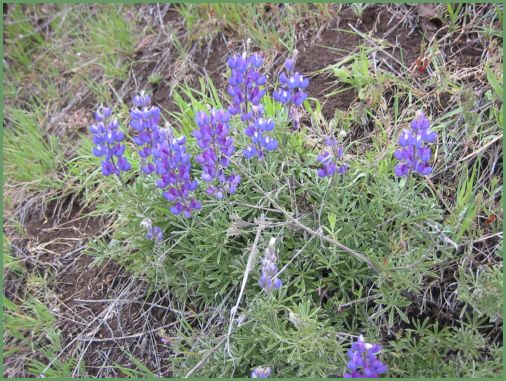 lupine